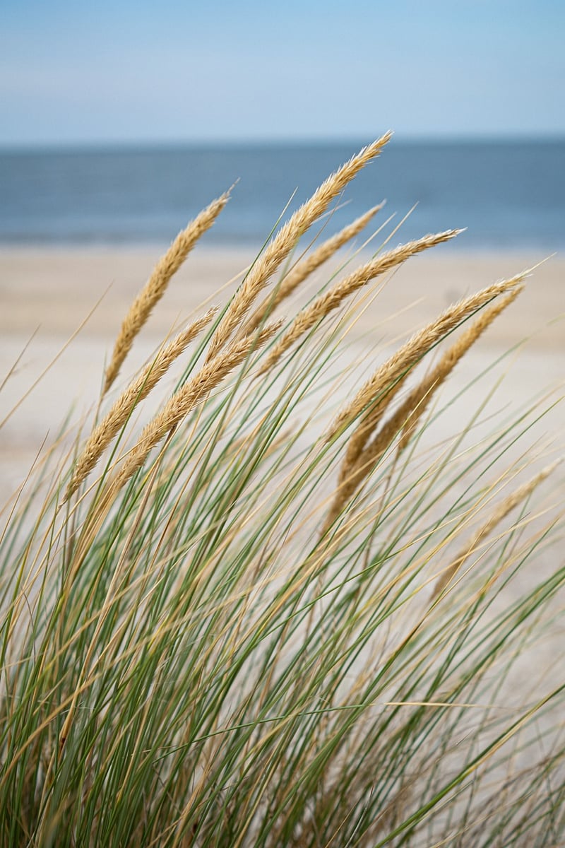 Beachfront Havens